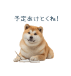 実写断らない柴犬【面白い・連絡】（個別スタンプ：25）