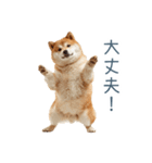 実写断らない柴犬【面白い・連絡】（個別スタンプ：26）