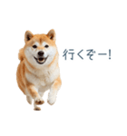 実写断らない柴犬【面白い・連絡】（個別スタンプ：27）