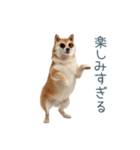 実写断らない柴犬【面白い・連絡】（個別スタンプ：28）