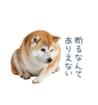 実写断らない柴犬【面白い・連絡】（個別スタンプ：29）