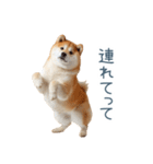実写断らない柴犬【面白い・連絡】（個別スタンプ：30）