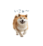 実写断らない柴犬【面白い・連絡】（個別スタンプ：31）