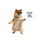 実写断らない柴犬【面白い・連絡】（個別スタンプ：32）