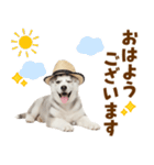 毎日使える♪ハスキー子犬スタンプ（個別スタンプ：1）