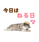 毎日使える♪ハスキー子犬スタンプ（個別スタンプ：2）