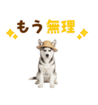 毎日使える♪ハスキー子犬スタンプ（個別スタンプ：3）