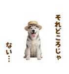 毎日使える♪ハスキー子犬スタンプ（個別スタンプ：4）