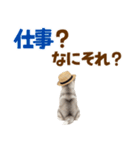 毎日使える♪ハスキー子犬スタンプ（個別スタンプ：5）