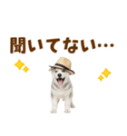 毎日使える♪ハスキー子犬スタンプ（個別スタンプ：7）