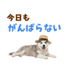 毎日使える♪ハスキー子犬スタンプ（個別スタンプ：10）