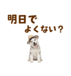 毎日使える♪ハスキー子犬スタンプ（個別スタンプ：11）