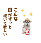 毎日使える♪ハスキー子犬スタンプ（個別スタンプ：12）