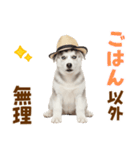 毎日使える♪ハスキー子犬スタンプ（個別スタンプ：13）