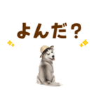 毎日使える♪ハスキー子犬スタンプ（個別スタンプ：14）