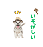 毎日使える♪ハスキー子犬スタンプ（個別スタンプ：15）
