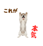 毎日使える♪ハスキー子犬スタンプ（個別スタンプ：17）