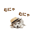 毎日使える♪ハスキー子犬スタンプ（個別スタンプ：18）