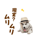 毎日使える♪ハスキー子犬スタンプ（個別スタンプ：19）
