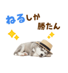 毎日使える♪ハスキー子犬スタンプ（個別スタンプ：22）