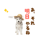 毎日使える♪ハスキー子犬スタンプ（個別スタンプ：23）