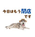 毎日使える♪ハスキー子犬スタンプ（個別スタンプ：24）