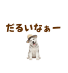 毎日使える♪ハスキー子犬スタンプ（個別スタンプ：25）