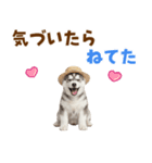 毎日使える♪ハスキー子犬スタンプ（個別スタンプ：27）