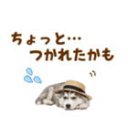 毎日使える♪ハスキー子犬スタンプ（個別スタンプ：28）