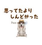 毎日使える♪ハスキー子犬スタンプ（個別スタンプ：29）