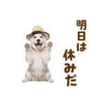 毎日使える♪ハスキー子犬スタンプ（個別スタンプ：31）