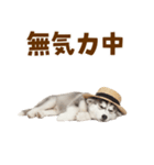 毎日使える♪ハスキー子犬スタンプ（個別スタンプ：32）
