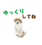 毎日使える♪ハスキー子犬スタンプ（個別スタンプ：33）