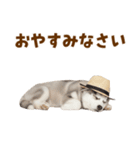 毎日使える♪ハスキー子犬スタンプ（個別スタンプ：34）