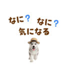 毎日使える♪ハスキー子犬スタンプ（個別スタンプ：35）
