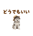 毎日使える♪ハスキー子犬スタンプ（個別スタンプ：37）