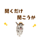 毎日使える♪ハスキー子犬スタンプ（個別スタンプ：38）