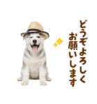 毎日使える♪ハスキー子犬スタンプ（個別スタンプ：39）