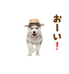 毎日使える♪ハスキー子犬スタンプ（個別スタンプ：40）