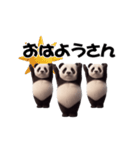 THEパンダ5（個別スタンプ：2）