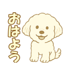 トイプードルのぷーくん【犬】白（個別スタンプ：1）