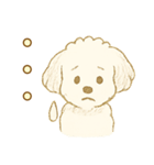トイプードルのぷーくん【犬】白（個別スタンプ：20）