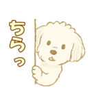 トイプードルのぷーくん【犬】白（個別スタンプ：21）