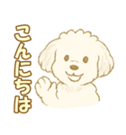 トイプードルのぷーくん【犬】白（個別スタンプ：22）