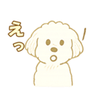 トイプードルのぷーくん【犬】白（個別スタンプ：26）