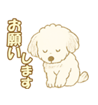 トイプードルのぷーくん【犬】白（個別スタンプ：31）
