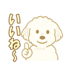 トイプードルのぷーくん【犬】白（個別スタンプ：33）
