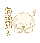 トイプードルのぷーくん【犬】白（個別スタンプ：36）