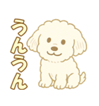 トイプードルのぷーくん【犬】白（個別スタンプ：39）