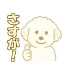 トイプードルのぷーくん【犬】白（個別スタンプ：40）